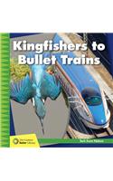 Kingfishers to Bullet Trains