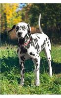 Dalmatian Dog Lovers Writing & Sketching Journal