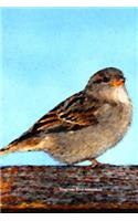 Sparrow Bird Notebook
