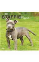Staffordshire Bull Terrier Puppies 2021 Square Btuk
