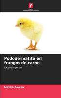 Pododermatite em frangos de carne