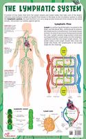 The Lymphatic System - Thick Laminated Chart