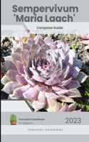 Sempervivum 'Maria Laach'