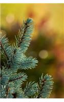 A Delightful Spruce Tree Portrait Journal
