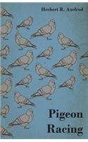 Pigeon Racing