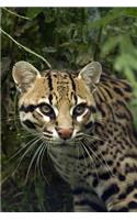 A Lovely Ocelot (Painted Leopard) Journal: 150 Page Lined Notebook/Diary