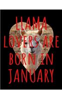 Llama Lovers are Born In January: Llama Notebook Journal - Blank Llama notebook - Funny Llama January Birthday Gifts for Animal Lovers - Llama Gifts for Women, Girls and Kids