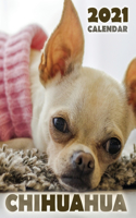 Chihuahua 2021 Calendar
