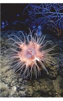 Beautiful Anemone on the Ocean Floor Journal: 150 page lined notebook/diary