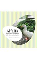 Alfalfa