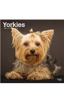 YORKSHIRE TERRIERS INTL 2020 SQUARE WALL