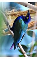 African Lamprotornis Starling Journal: Take Notes, Write Down Memories in this 150 Page Lined Journal