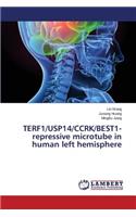 TERF1/USP14/CCRK/BEST1-repressive microtube in human left hemisphere