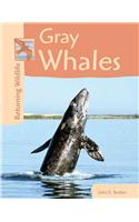 Gray Whales