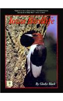 Iowa Birdlife