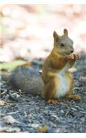 Squirrel Nibbles on a Walnut Journal