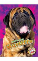 Mastiffs