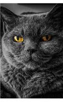 Cat Says, "What Are You Looking At?" Journal