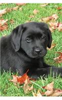 Black Lab Puppy Journal