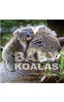 Baby Koalas Calendar 2019
