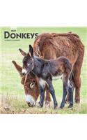 Donkeys 2021 Square