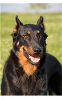 The Beauceron Dog Journal: 150 Page Lined Notebook/Diary: 150 Page Lined Notebook/Diary