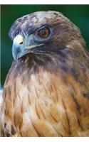 Hawk Notebook
