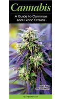 Cannabis a Guide to Common and Exotic Strains