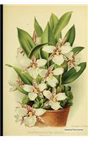 Botanical Print Journal: odontoglossum rossii, 6" x 9" Vintage Botanical Flower Print Journal - [Lined Journal]