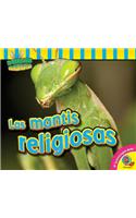 Las Mantis Religiosas: (Insectos Fascinantes)