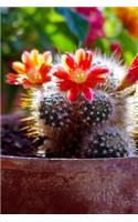 An Awesome Mammillaria Cactus Plant in Bloom Journal