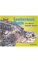 Leatherback Turtle