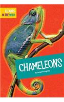 Chameleons: (Lizards in the Wild)
