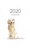 2020 Golden Retriever