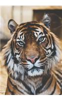 2019 Appointment Calendar: 2019 Daily Planner Goal Planner Tiger Closeup