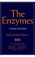 The Enzymes: (Enzymes)