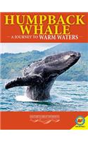 Humpback Whales: A Journey to Warm Waters