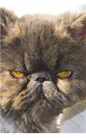 Persian Cat Portrait Journal