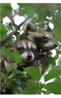 Two Cute Little Baby Raccoons Up in a Tree Journal: 150 Page Lined Notebook/Diary