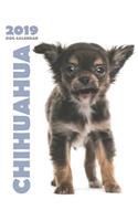 Chihuahua 2019 Dog Calendar