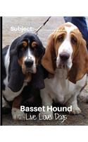 Basset Hound - Live Love Dogs!
