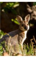 A Young Wallaby Journal: 150 Page Lined Notebook/Diary