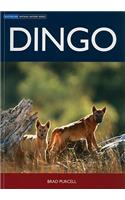 Dingo: (Australian Natural History)