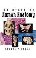 An Atlas to Human Anatomy