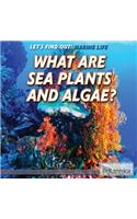 What Are Sea Plants and Algae?
