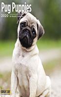 PUG PUPPIES WALL CALENDAR 2020