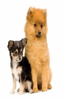 36 razas de perros mas adecuadas para vivir / 36 breeds of dogs most suitable for living