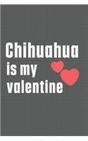 Chihuahua is my valentine: For Chihuahua Dog Fans