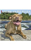 Just American Pit Bulls 2018 Calendar