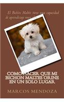 Como Hacer que Mi Bichon Maltes Orine en un Solo Lugar